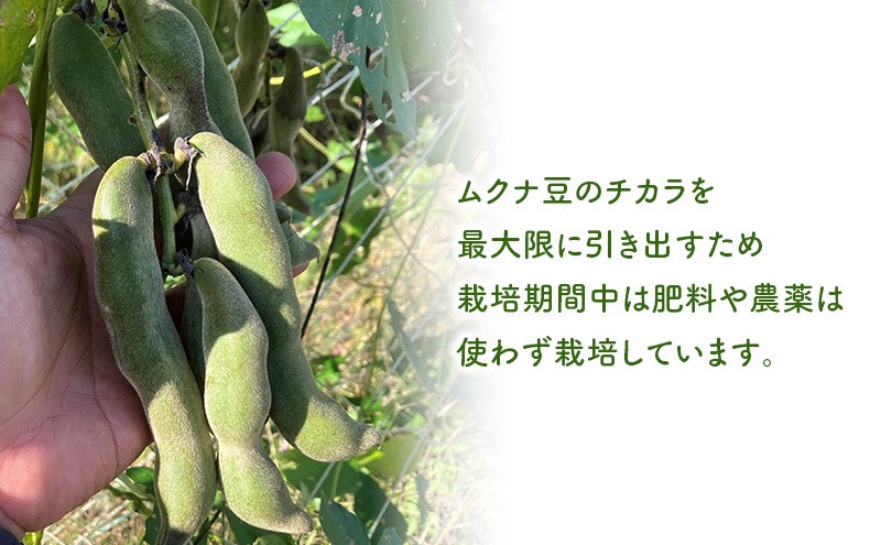 無農薬・無肥料栽培のムクナ豆